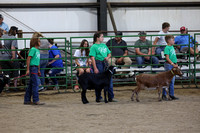 Goat Show Knox County Fair 2023